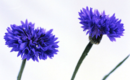 Cornflowers