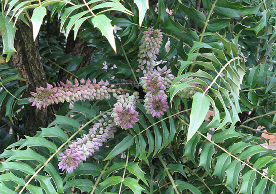 One of the plants at Hidcote. Ellie Stevenson images